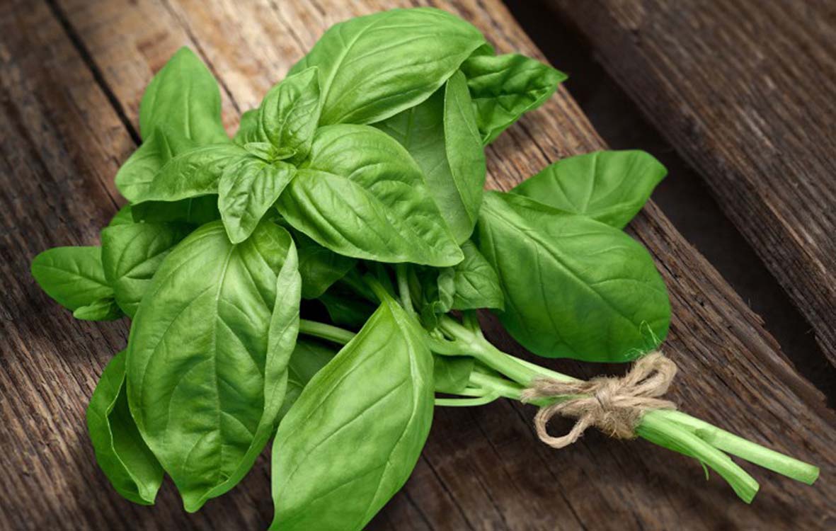 Basilico fresco a chilometro zero per le pizze Pizza Over